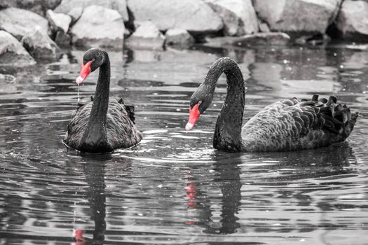 Two black swans in the water. Black and white image with selective colorization - red beaks.