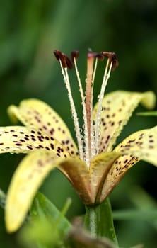 yellow tiger Lily with raindrops on the petals early cloudy morning, soft focus