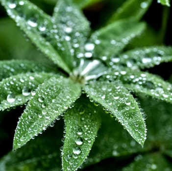 round dew drops on green plant leaves in the early morning in cloudy weather, soft focus