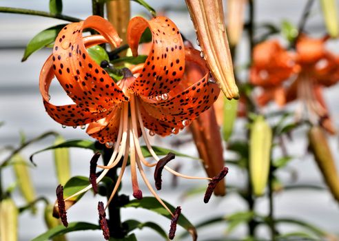 orange tiger Lily with rain drops lit by the morning sun