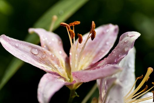 pink Lily with drops of rain illuminated by the morning sun on blurred nature background