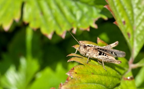 grasshopper sitting on the leaf of a plant, macro