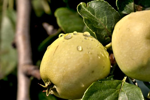 apples on an Apple tree with raindrops lit by the sun