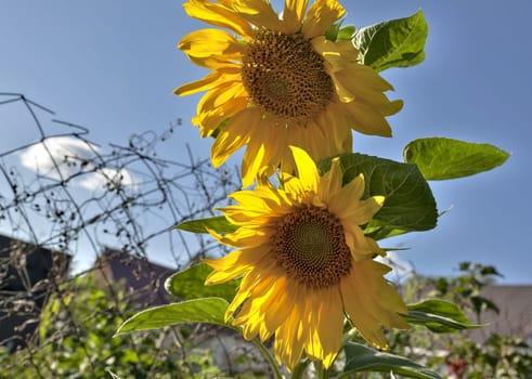 yellow sunflowers illuminated by the sun against the blue sky