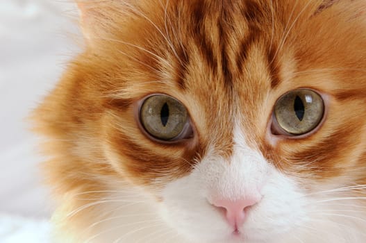 muzzle a fluffy red-headed cat close-up