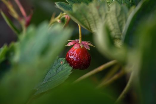 Fresh red strawberry hanging on bush in the garden