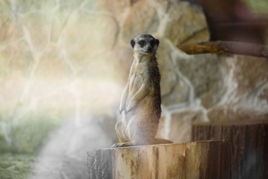 Meerkat standing up on a stump and keep watch
