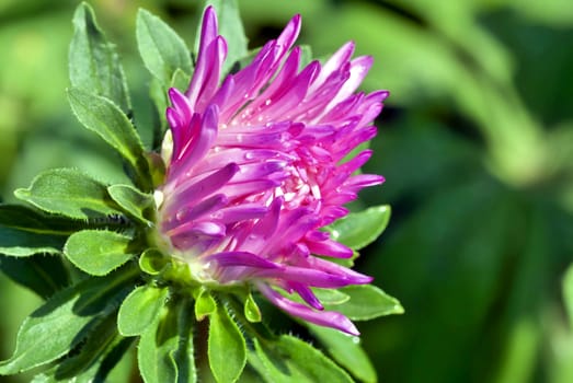 blooming Bud of pink Aster with rain drops in the morning sun on a blurred natural background