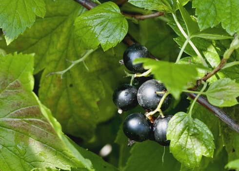 ripening black currant in the garden, macro