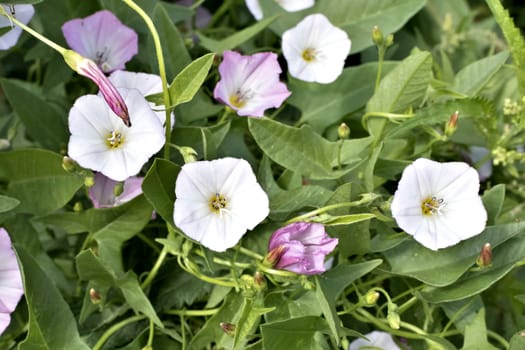 flowers of bindweed, a plant with the Latin name of Convolvulus, weed