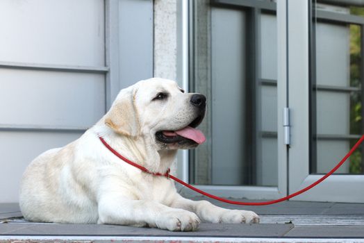 a yellow labrador sitting in the park
