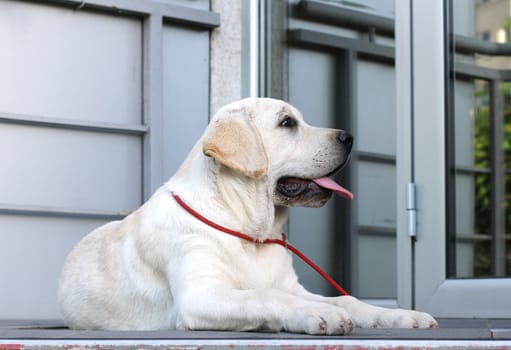 the yellow labrador sitting in the park