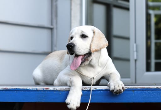 yellow labrador sitting in the park