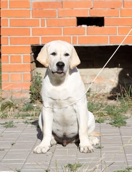 sweet yellow labrador sitting in the park