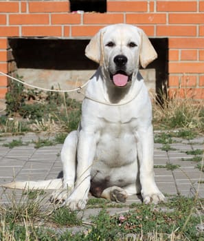 a sweet yellow labrador sitting in the park
