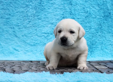 the little yellow labrador puppy sitting on blue background