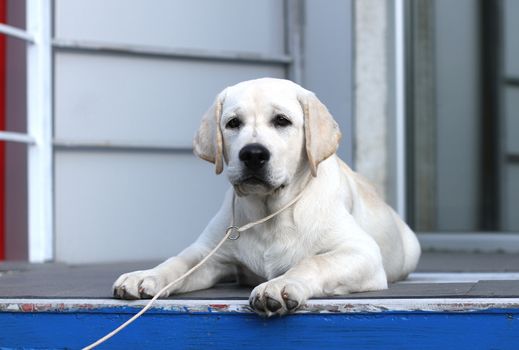 the sweet yellow labrador sitting in the park