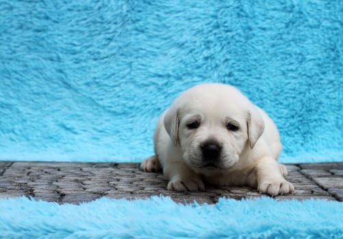 a little yellow labrador puppy sitting on blue background