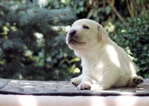 little yellow labrador puppy sitting on pink background