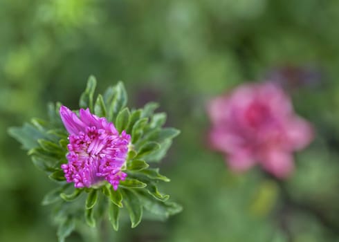 blooming Bud of pink Aster with rain drops in the morning sun on a blurred natural background