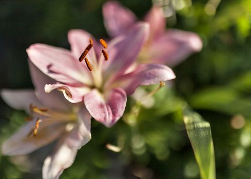 pink Lily with drops of rain illuminated by the morning sun on blurred nature background