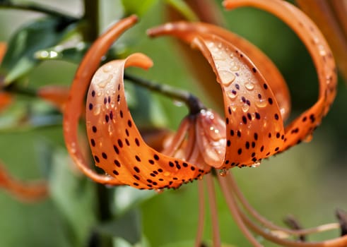 orange tiger Lily with rain drops lit by the morning sun