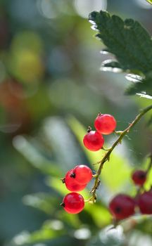 red currant sun-lit ripens in the garden