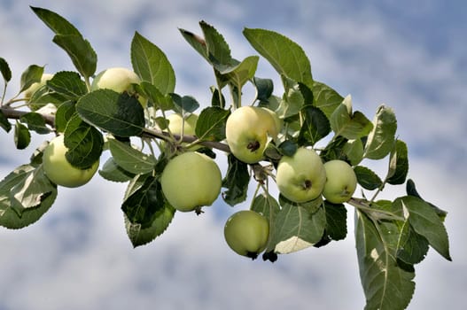 apples on an Apple tree with raindrops lit by the sun