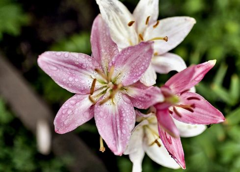 pink Lily with drops of rain on blurred nature background