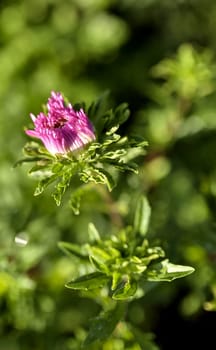 blooming Bud of pink Aster with rain drops in the morning sun on a blurred natural background