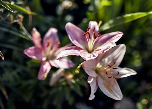 pink Lily with drops of rain illuminated by the morning sun on blurred nature background