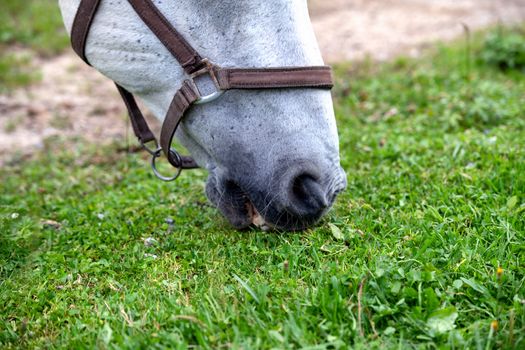 White Lipizzan Horse Grazing in Stable, close up, Lipizzan horses are a rare breed and most famous in Viennese Spanish Riding School and Stud Farm in Lipica, Slovenia