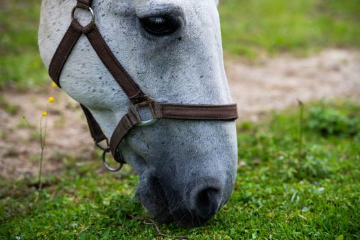 White Lipizzan Horse Grazing in Stable, close up, Lipizzan horses are a rare breed and most famous in Viennese Spanish Riding School and Stud Farm in Lipica, Slovenia