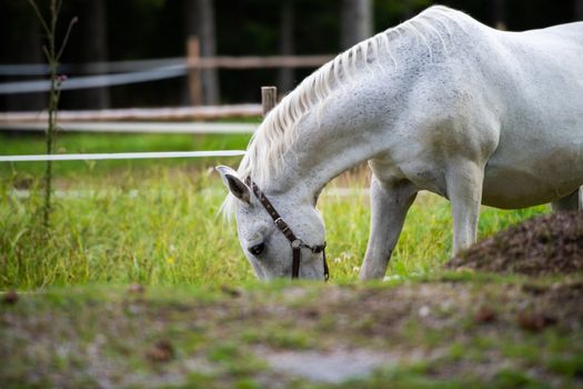 White Lipizzan Horse Grazing in Stable, Lipizzan horses are a rare breed and most famous in Viennese Spanish Riding School and Stud Farm in Lipica, Slovenia