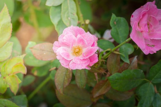 Roses in the garden, Roses are beautiful with a beautiful sunny day.