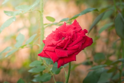 Roses in the garden, Roses are beautiful with a beautiful sunny day.