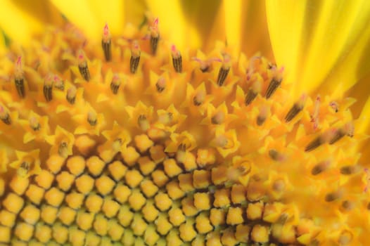flowers as a colorful background, macro photo, nature series
