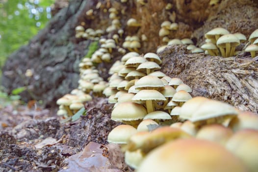 forest mushroom after longtime rain, nature series
