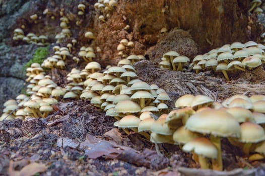 forest mushroom after longtime rain, nature series