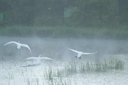 landscape with natural river, nature series