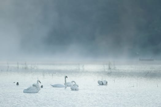 landscape with natural river, nature series