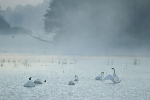 swan on blue lake in sunny day, swans on pond, nature series