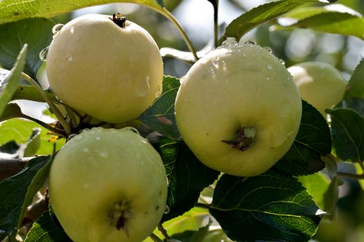 apples on an Apple tree with raindrops lit by the sun