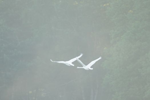 swan on blue lake in sunny day, swans on pond, nature series