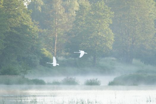swan on blue lake in sunny day, swans on pond, nature series