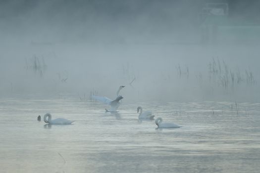 swan on blue lake in sunny day, swans on pond, nature series