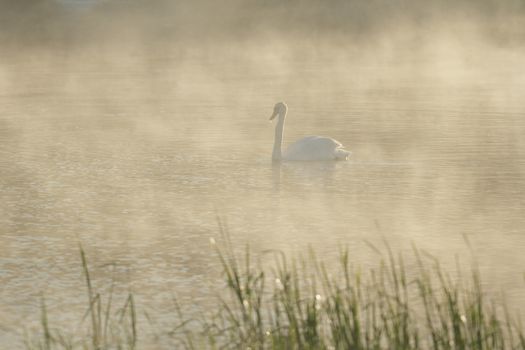 swan on blue lake in sunny day, swans on pond, nature series
