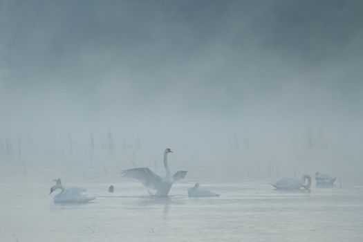 swan on blue lake in sunny day, swans on pond, nature series