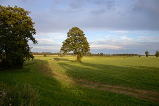 old big tree on color background with blue sky, nature series