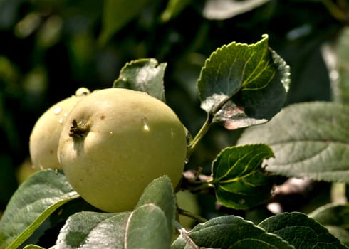 apples on an Apple tree with raindrops lit by the sun